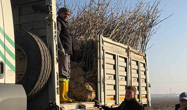 Bandırma'nın 55'inci kırsal mahallesinde 350 ağaç toprakla buluştu