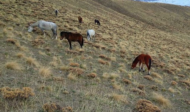 Başıboş bırakılan at ve eşekler hem trafiği hem yaban hayatını tehdit ediyor