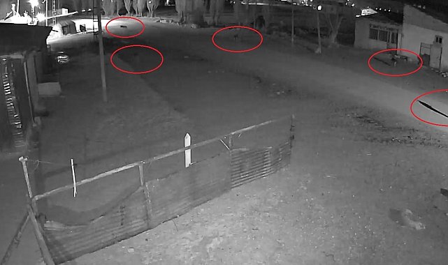 Bayburt'ta 5 kurdun köpeği tuzağa çektiği anlar kamerada