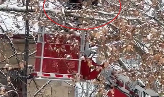 Bayburt'ta ağaç dallarına dolanan kargayı itfaiye kurtardı