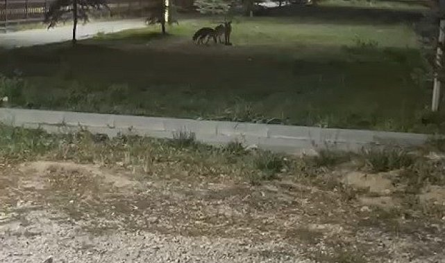 Bayburt'ta birbirleriyle oyun oynayan iki tilki görüldü