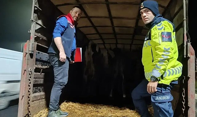 Belgesiz hayvan sevkine ceza: Hayvanlar işletmeye iade edildi