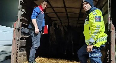Belgesiz hayvan sevkine ceza: Hayvanlar işletmeye iade edildi