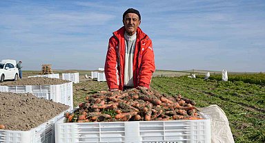 Beypazarı'nda hummalı havuç mesaisi başladı: Dönüme 10 ton ürün bekleniyor