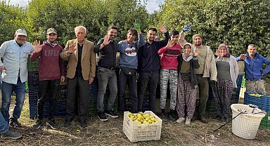 Binlerce ailenin geçim kaynağı limonun başkentinde hasat zamanı