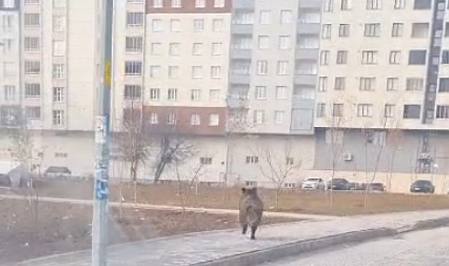 Bitlis'te ilçe merkezinde yaban domuzu paniği