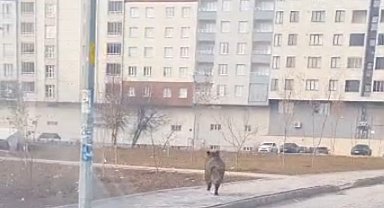 Bitlis'te ilçe merkezinde yaban domuzu paniği