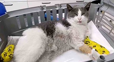 Bolu'da otomobilin çarptığı kedi, tedavi için İstanbul'a sevk edildi