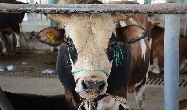 Bolu'da şap kısıtlamaları kaldırıldı