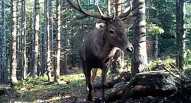 Bolu'nun yaban hayatı fotokapana yansıdı