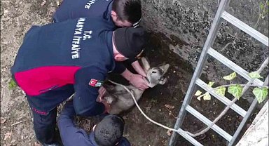Boş havuza düşen yavru karacayı itfaiyeciler kurtardı