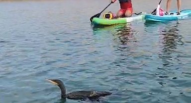 Botan Vadisi'nde yaralı bulunan karabatağı kurtarma çabası yetersiz kaldı