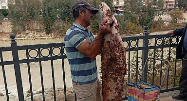 Boyu kadar yayın balığını eliyle yakaladı