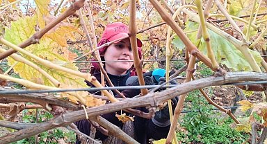 Budama maliyeti üreticiyi ailece bağa indirdi