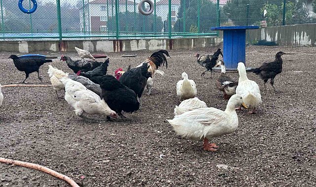 Buldan Gençlik Merkezinde mini hayvanat bahçesi kuruldu