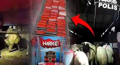 Bunu da yaptılar! Küçükbaş hayvanların karın boşluklarına zulaladılar!