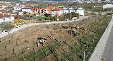 Bursa İnegöl'de 572 fidanlı koruluk Akhisar'a nefes oldu