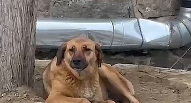 Bursa'da ezana uluyan sokak köpeği dikkat çekti
