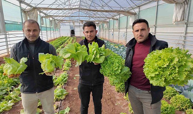 Büyükşehir Belediyesi seralarında kışlık sebze hasadı başladı