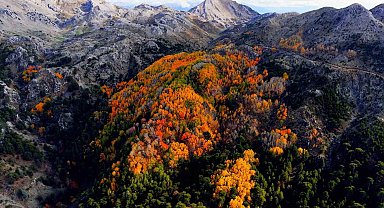 Çameli'nin titrek kavak ormanları bulutların arasında görsel şölen sunuyor