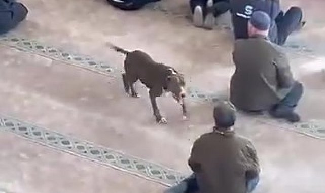 Camiye giren pitbull tedirginliğe neden oldu