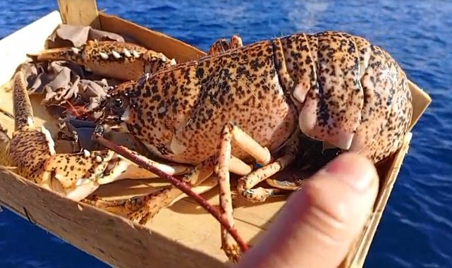 Çanakkale'de 525 kilo balığa el konuldu