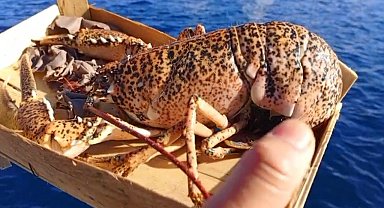 Çanakkale'de 525 kilo balığa el konuldu