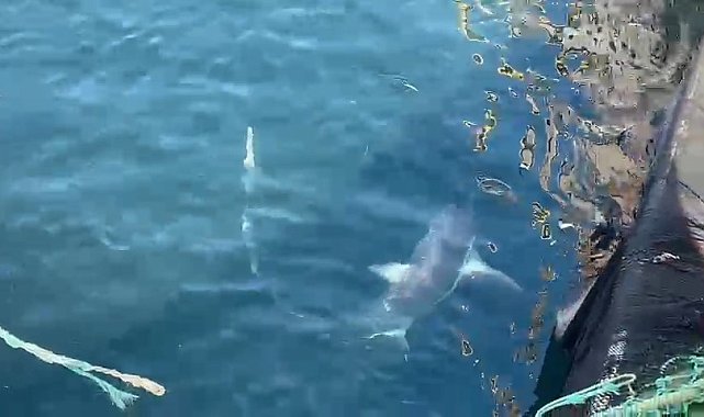 Çanakkale'de balıkçıların ağına 'kamçı kuyruk' cinsi köpek balığı takıldı
