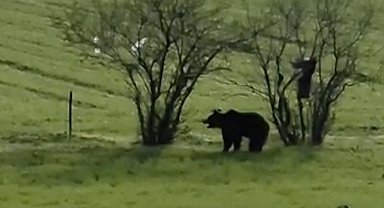 Çanakkale'de köy yoluna inen ayı cep telefonu kamerasına yansıdı