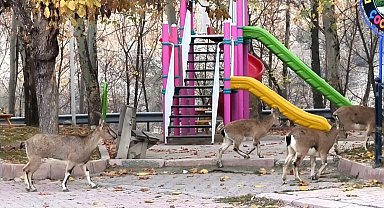 Çocuklar okula gidince, çocuk parkı yaban keçilerine kaldı