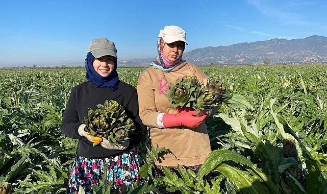 Coğrafi İşaretli Aydın Enginarı'nda yılın ilk hasadı yapıldı