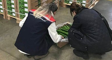 Çorlu'dan Hollanda'ya salatalık ihracatı