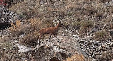 Dağ keçileri karayolu kenarına indi, görenler cep telefonlarına sarıldı