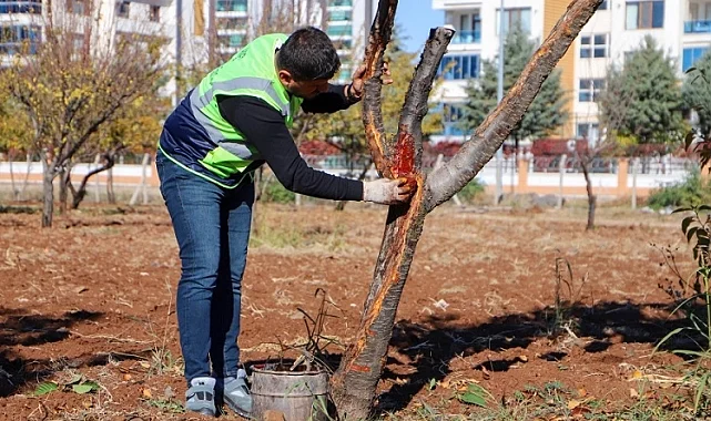 DBB özel yöntemlerle ağaçları tedavi ediyor