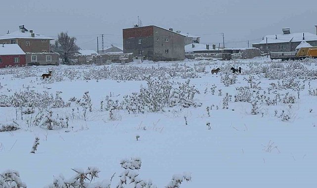 Diyadin'de başıboş köpekler tedirgin ediyor