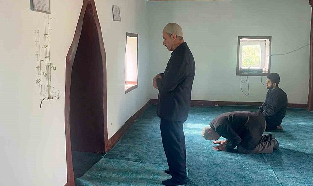 Diyarbakır'da bir caminin mihrap kısmındaki duvardan çıkan bitkinin yaprakları yeşerdi