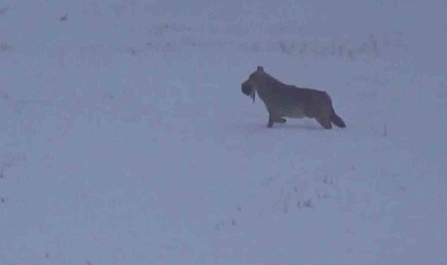 Doğa gezisinde kurtla karşılaştı, "Kurdu görünce tüylerim diken diken oldu" dedi