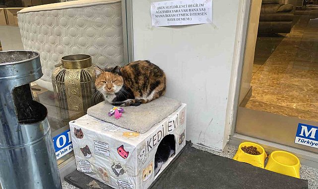 Dükkan önündeki kedi için asılan ilginç not dikkat çekti: "Dilenci değilim"
