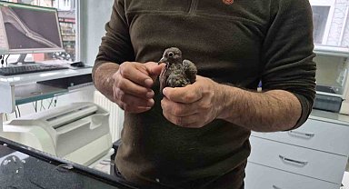 Duyarlı vatandaştan örnek davranış: Yolda bulduğu kumruya su verip veterinere teslim etti