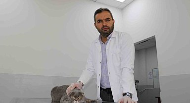 Ekmek kavgası bitti, kedi ve köpekler dost oldu