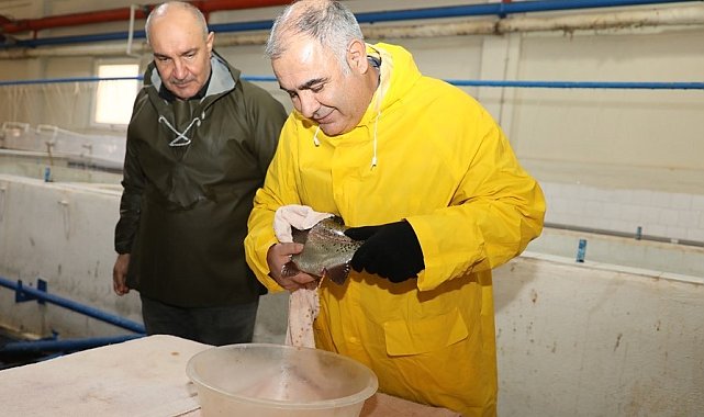 Elazığ'da alabalık sağım çalışmaları sürüyor