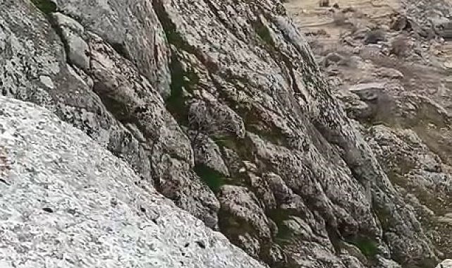 Elazığ'da dağ keçileri sürü halinde görüldü