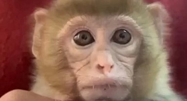 Elazığ'da yavru makak maymunu korumaya alındı