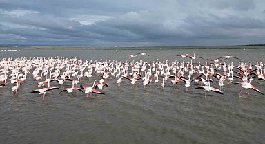 Enez Gala Gölü flamingolara ev sahipliği yapıyor