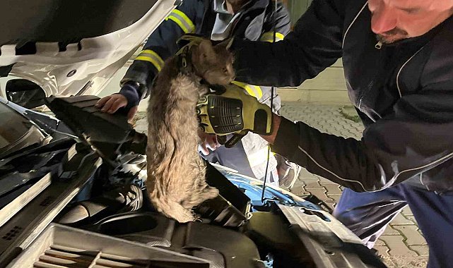 Erzincan'da aracın motor bölmesine sıkışan kediyi itfaiye ekipleri kurtardı