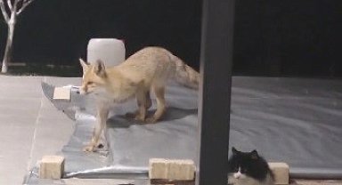 Erzincan'da kedilerin mamasına göz diken tilki kedinin saldırısına uğradı