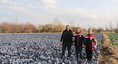 Erzincan'da kış ortasında sebze hasadı