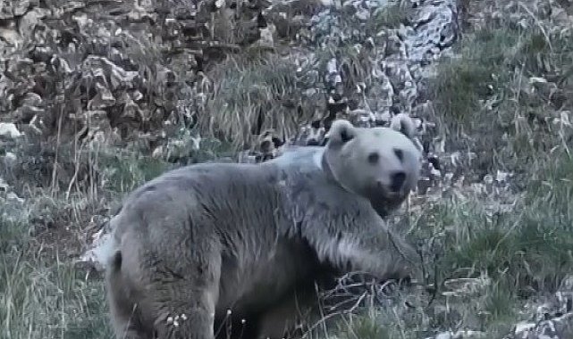 Erzincan'da kış uykusuna hazırlanan iki ayı görüntülendi