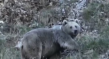 Erzincan'da kış uykusuna hazırlanan iki ayı görüntülendi