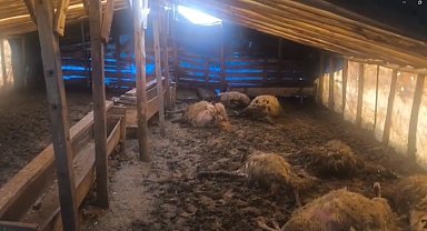 Erzincan'da kurtlar ahıra girdi: 10 koyun telef oldu, 10 koyun yaralandı